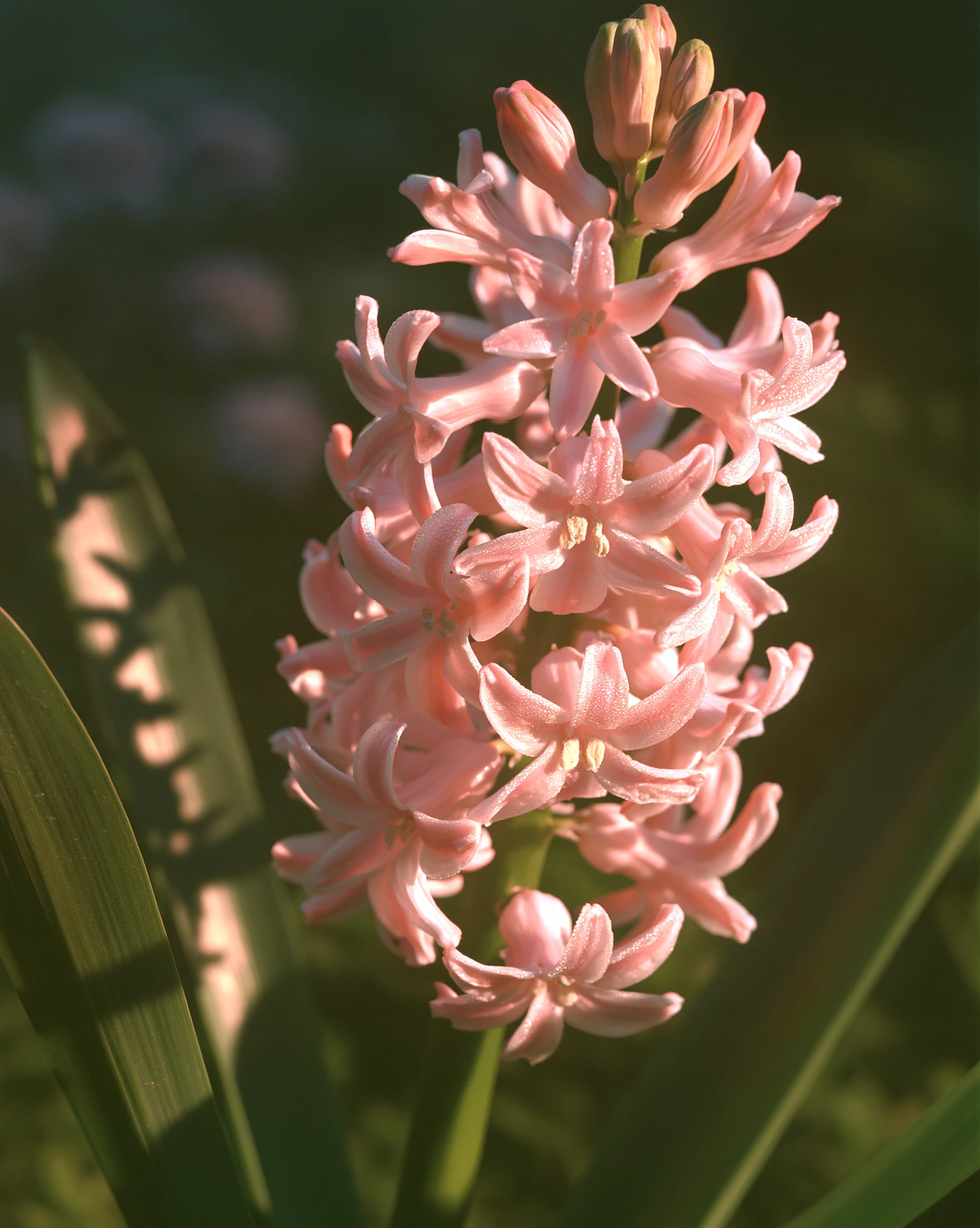Pink Hyacinth
